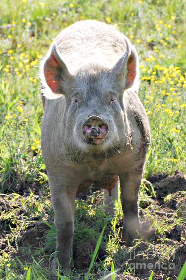 Happy as a Pig in Mud #1 Photograph by Lila Fisher-Wenzel