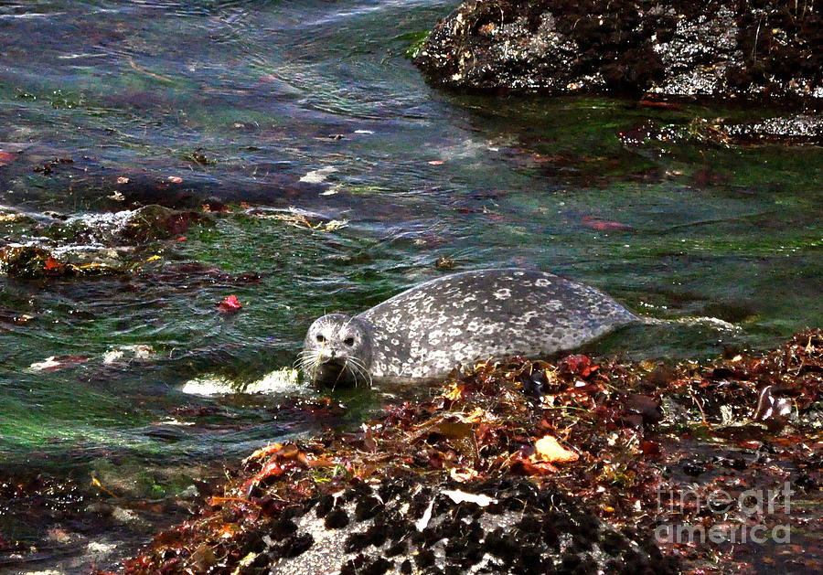 Harbor Seal #1 Photograph by Johanne Peale