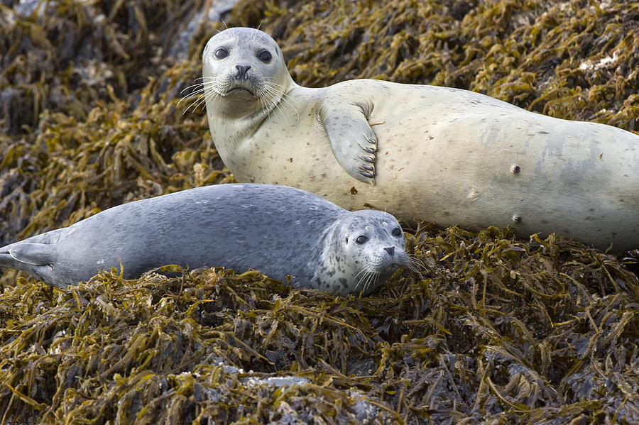 Harbor Seal Mother And Pup Katmai #1 Photograph by Suzi Eszterhas