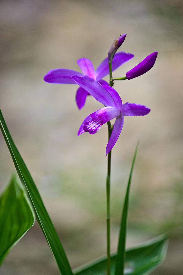 Hardy Orchid 3 Photograph by Douglas Barnett - Fine Art America