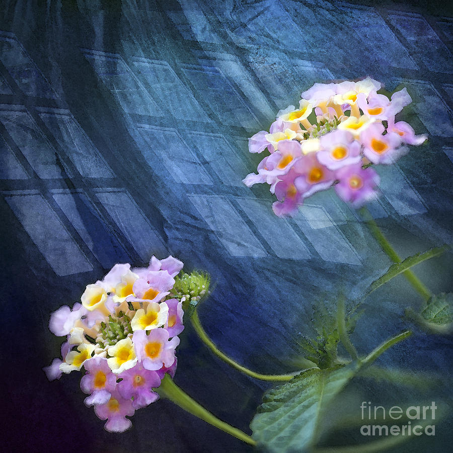Flower Photograph - Harmony #1 by Betty LaRue