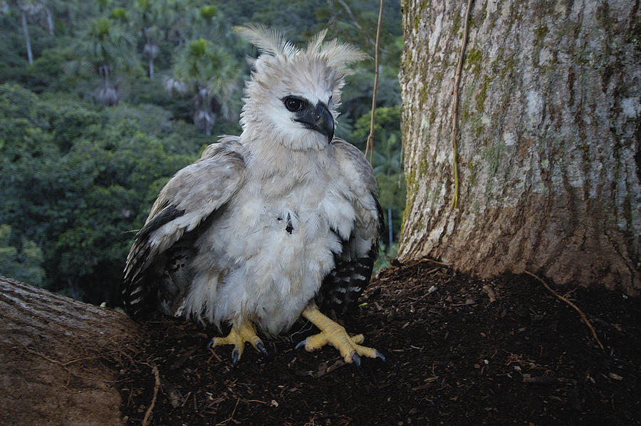 Stock photo of Harpy eagle chick, 5month-old, stretching wings (Harpia  harpyja) on nest…. Available for sale on