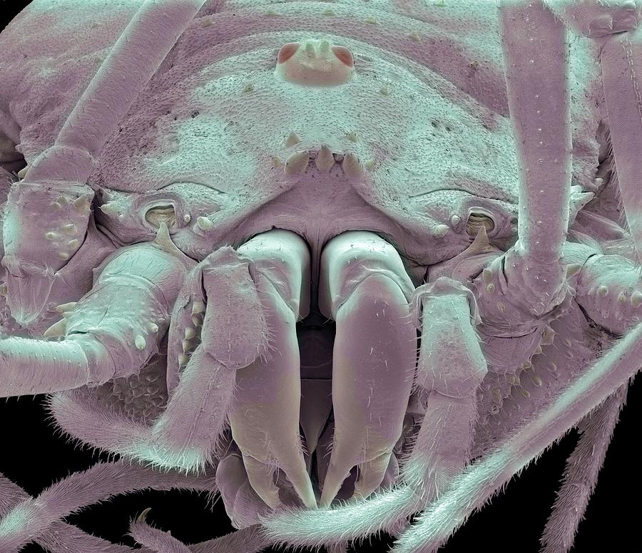 Jaws Photograph - Harvestman Spider, Sem #1 by Steve Gschmeissner