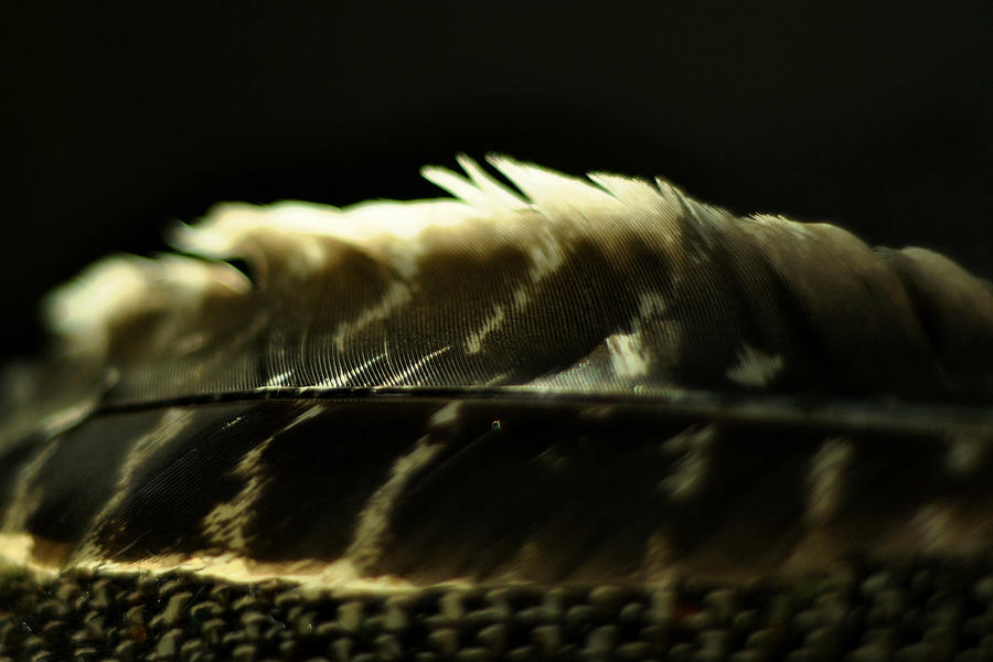 Hawk Feather #1 Photograph by Rebecca Sherman