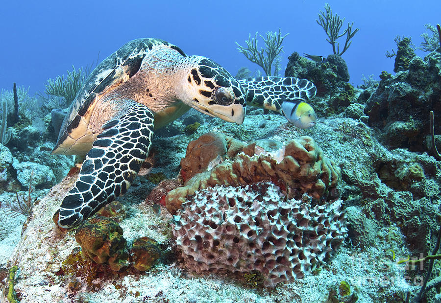 Hawksbill Turtle Feeding On Sponge Photograph by Karen Doody