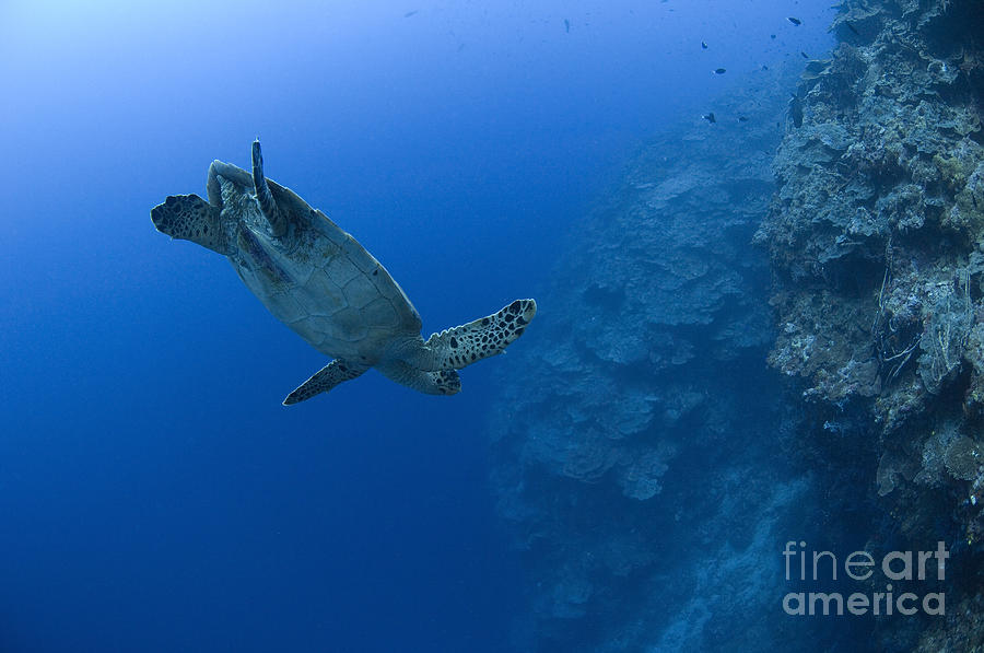 Hawksbill Turtle In The Diving #1 Photograph by Steve Jones