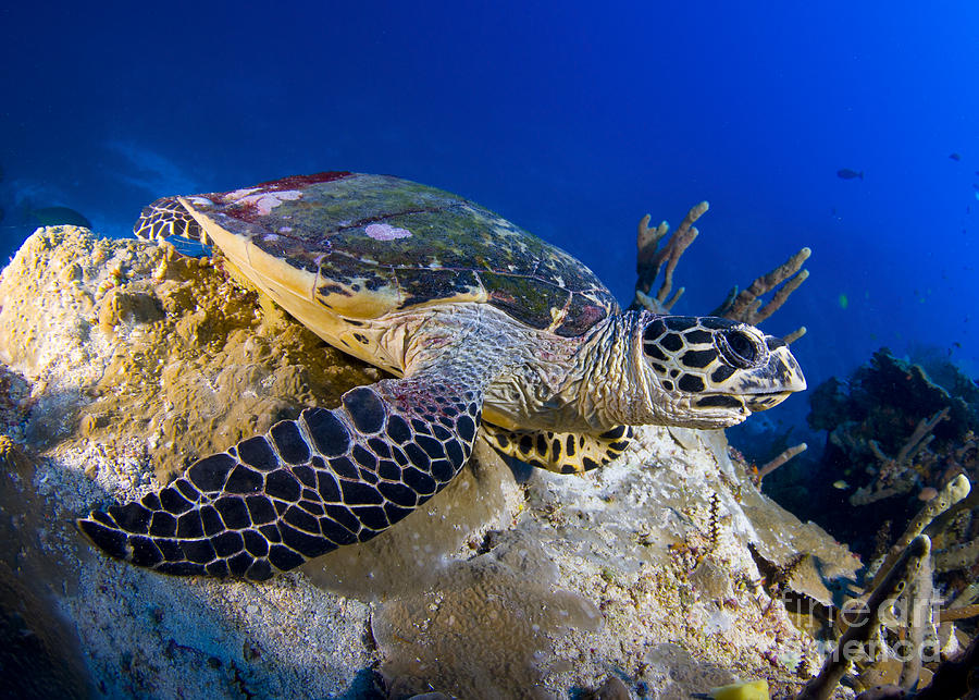 Turtle Photograph - Hawksbill Turtle Resting On A Reef #1 by Steve Jones