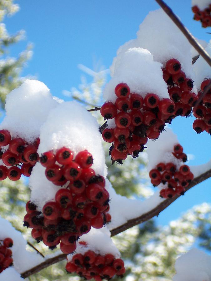 Hawthorn Berries in the Snow #1 Photograph by Peter Mooyman
