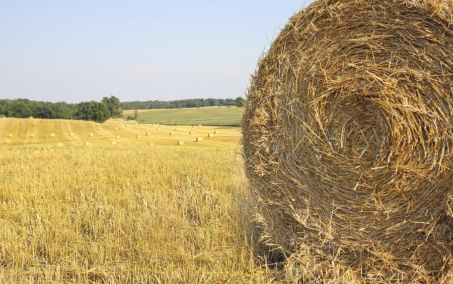 Hay Bale Field #1 Photograph by Nick Mares