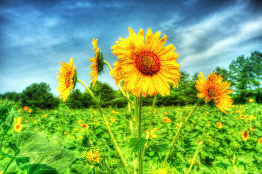 HDR Sunflower #1 Photograph by Joe Myeress