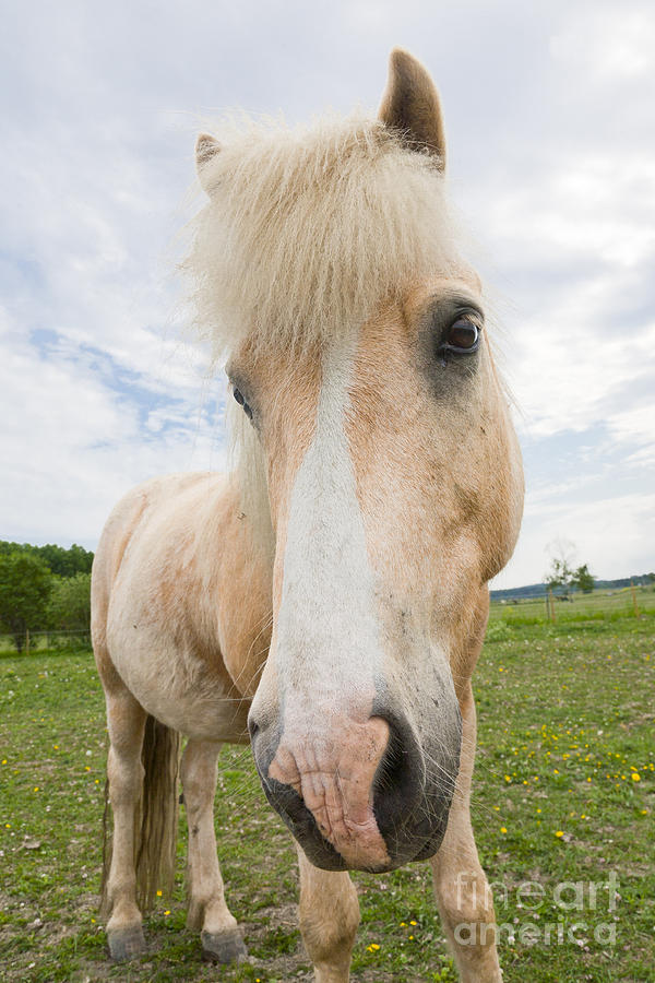 Head of palomino Icelandic horse with a blaze Photograph by Kathleen Smith