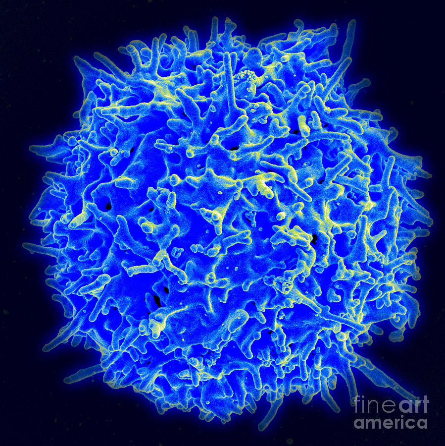 Healthy Human T Cell, Sem Photograph by Science Source
