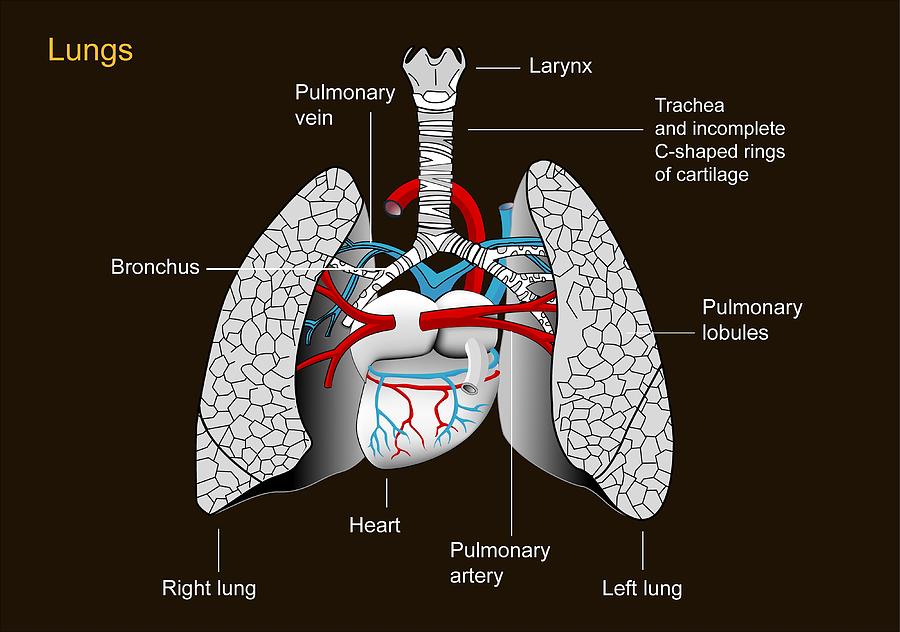 Heart And Lungs, Artwork Photograph by Francis Leroy, Biocosmos - Fine ...