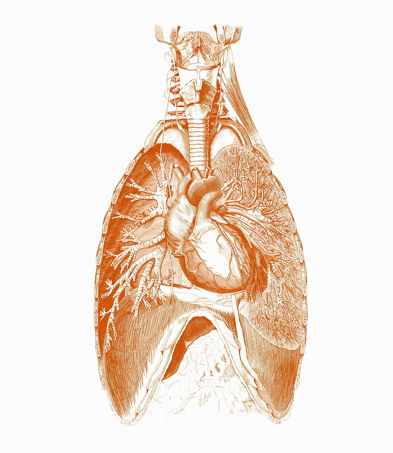 Human Photograph - Heart And Lungs #1 by Mehau Kulyk