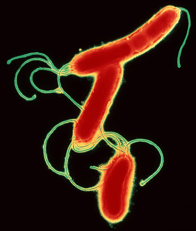 Helicobacter Pylori Photograph - Helicobacter Pylori Bacteria #1 by A.b. Dowsett