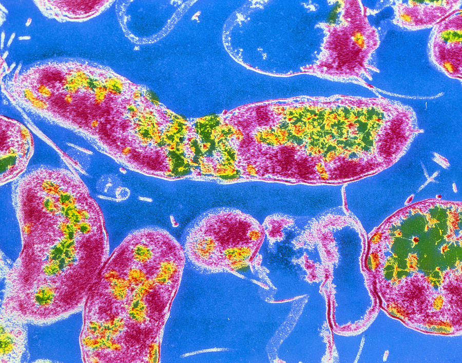 Helicobacter Pylori Photograph - Helicobacter Pylori Bacteria #1 by Cnri