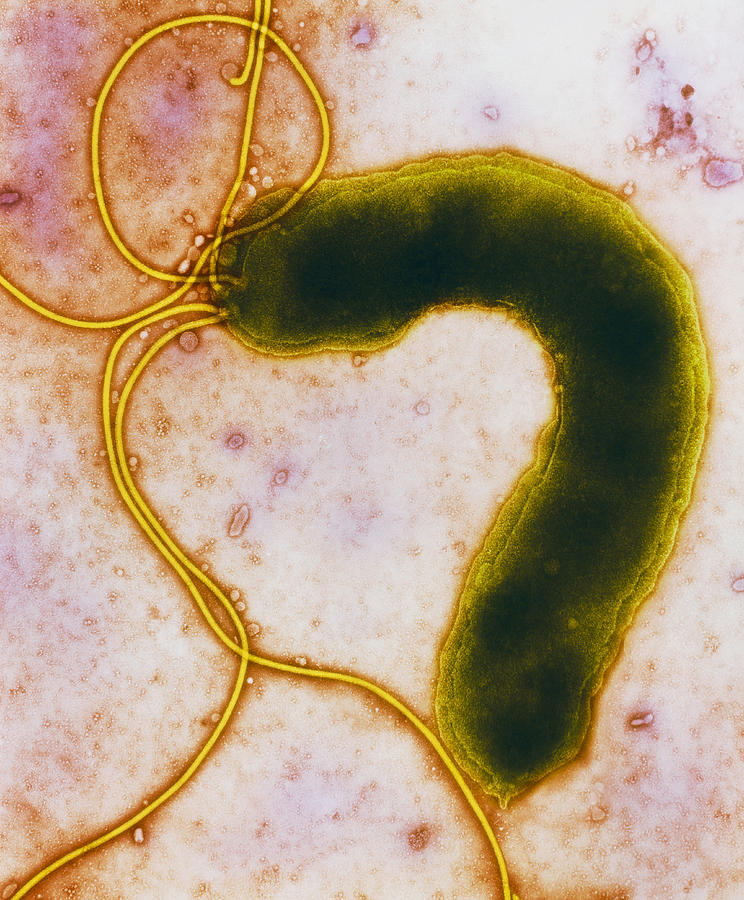 Helicobacter Pylori Photograph - Helicobacter Pylori Bacterium #1 by Nibsc