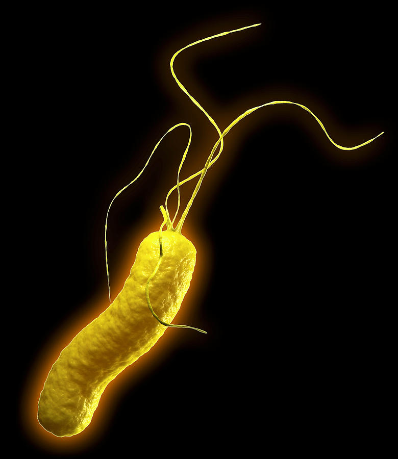 Campylobacter Pyloridis Photograph - Helicobacter Pylori Bacterium #1 by Roger Harris