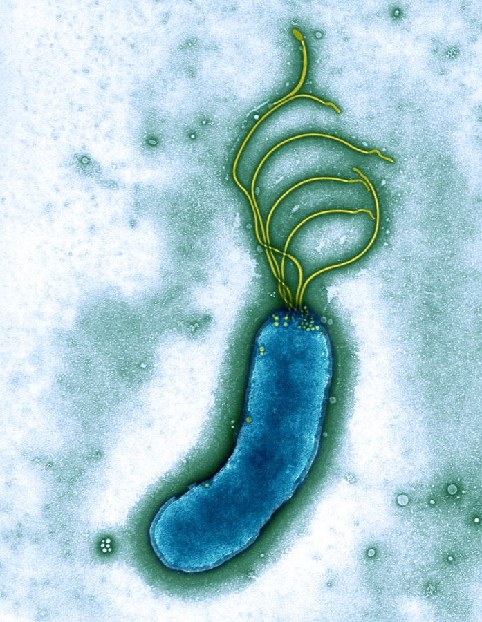 Helicobacter Pylori Photograph - Helicobacter Pylori Bacterium, Tem #1 by Biomedical Imaging Unit, Southampton General Hospital
