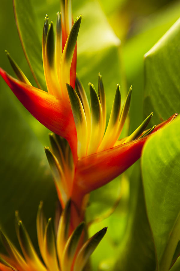 Heliconia #1 Photograph by Dana Edmunds - Printscapes