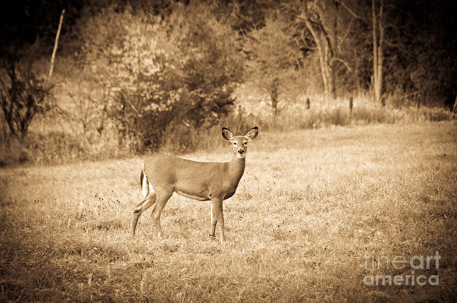 Hello Deer Photograph by Cheryl Baxter