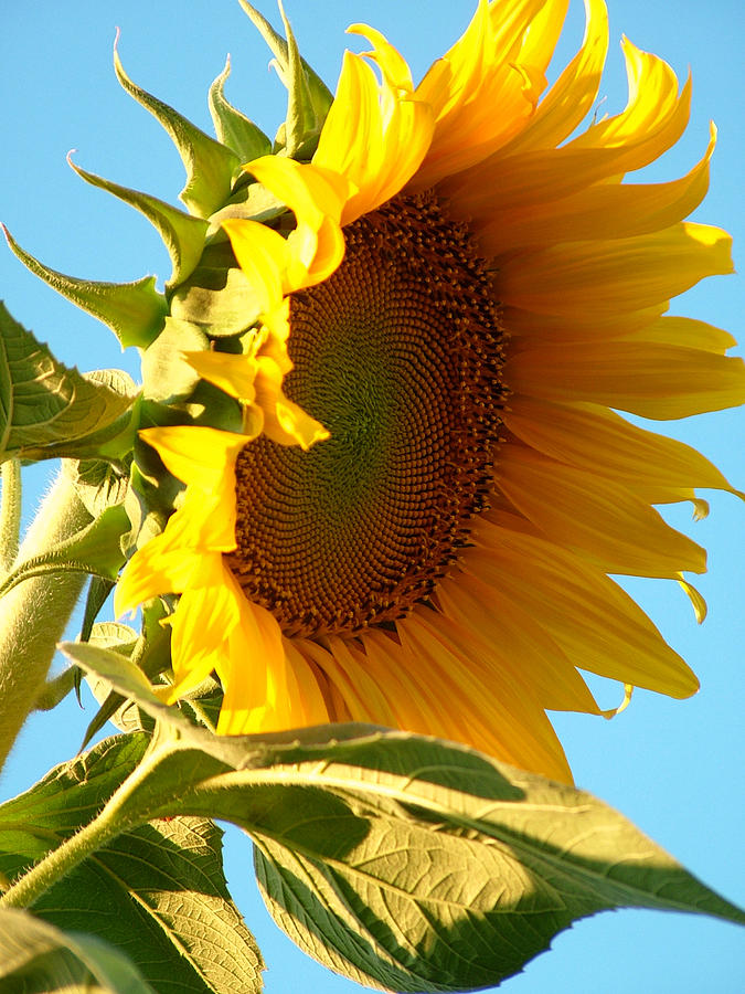 Sunflower Photograph - Hello World #1 by John Loyd Rushing