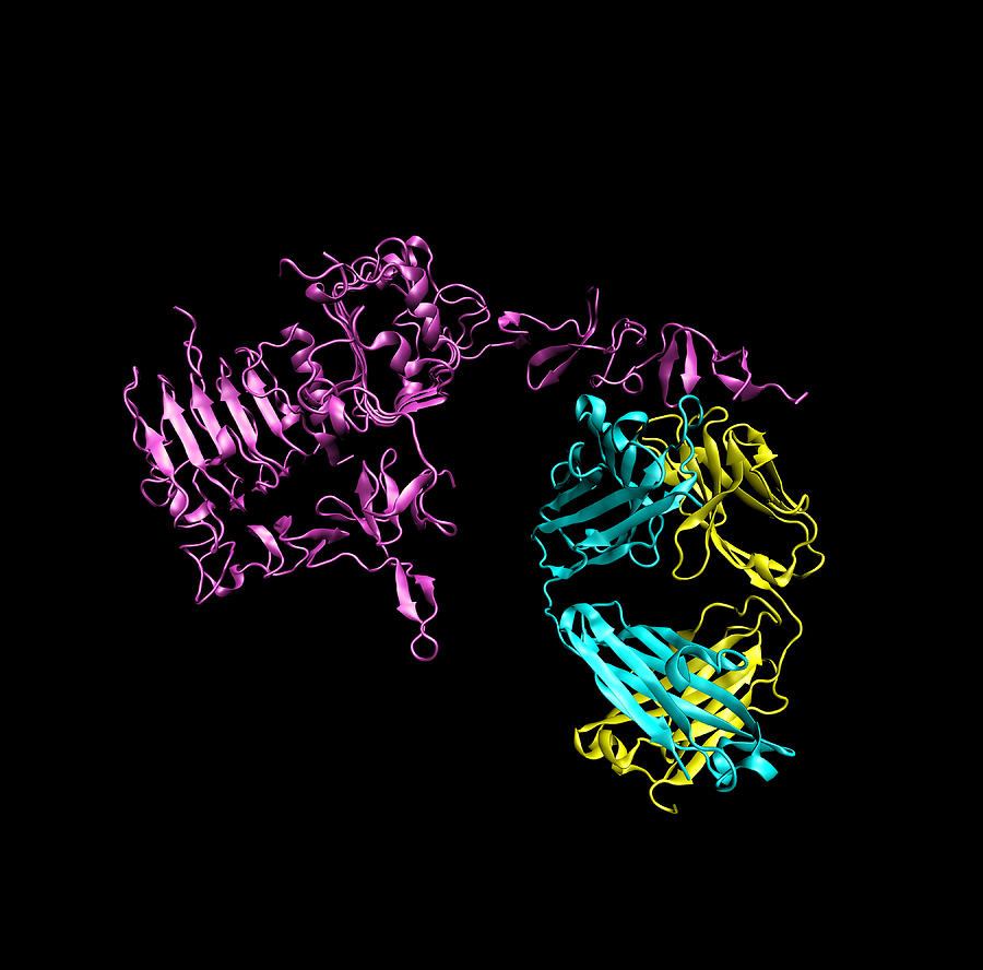 Herceptin Breast Cancer Drug Molecule Photograph by Dr Tim Evans - Pixels