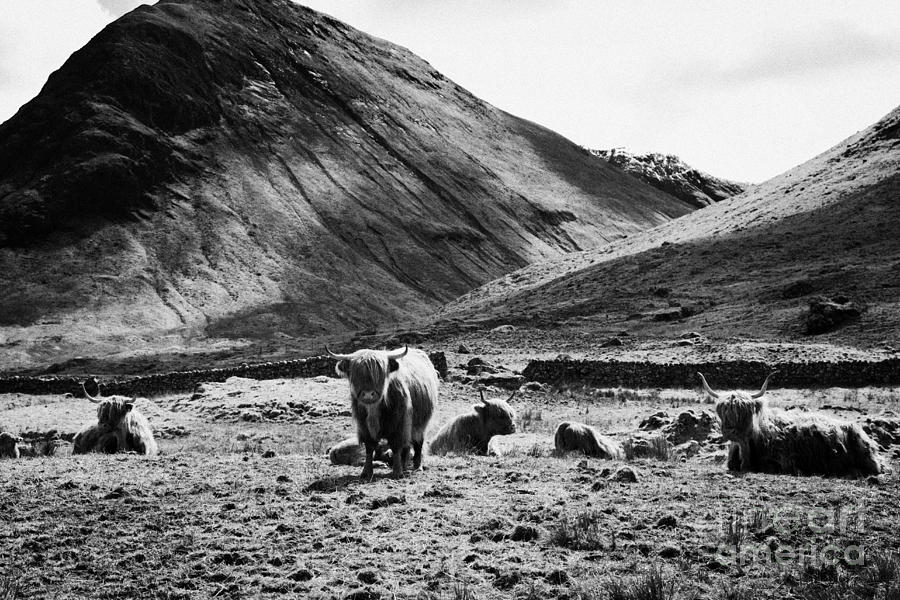 Cow Photograph - Herd Of Red Highland Cattle Glencoe Highlands Scotland Uk #1 by Joe Fox