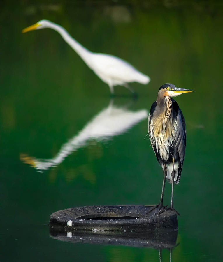 Heron and Egret #1 Photograph by Brian Stevens