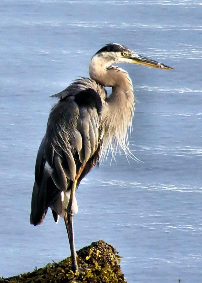 Heron in the Harbor Photograph by Janice Drew
