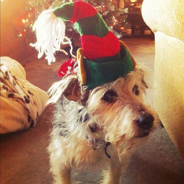 Hes Not Really Loving His Elf Hat :p #1 Photograph by Kelsey Parisien