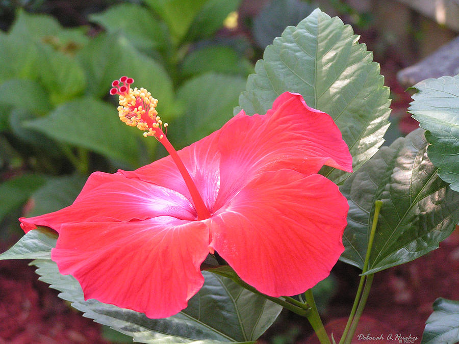 Hibiscus Flower Photograph by Deborah Hughes