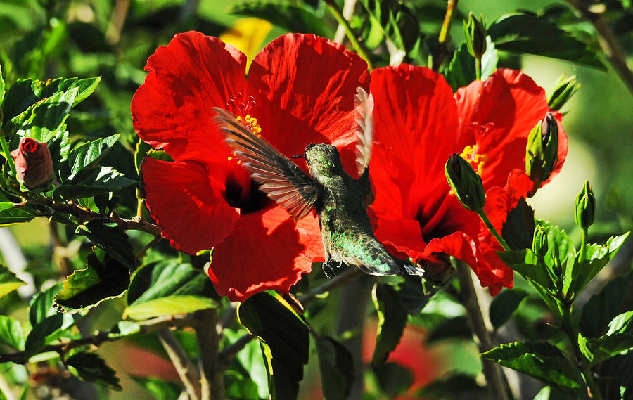 Bird Photograph - Hibiscus Heaven #1 by Lynn Bauer