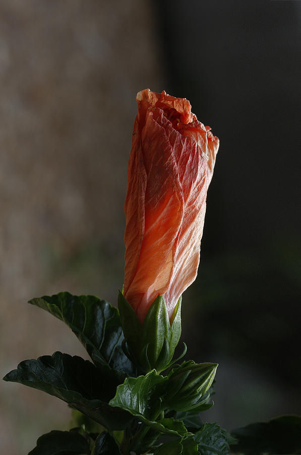 self portrait hibiscus