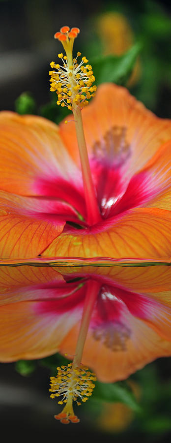 Hibiscus Reflected #1 Photograph by Teresa Blanton