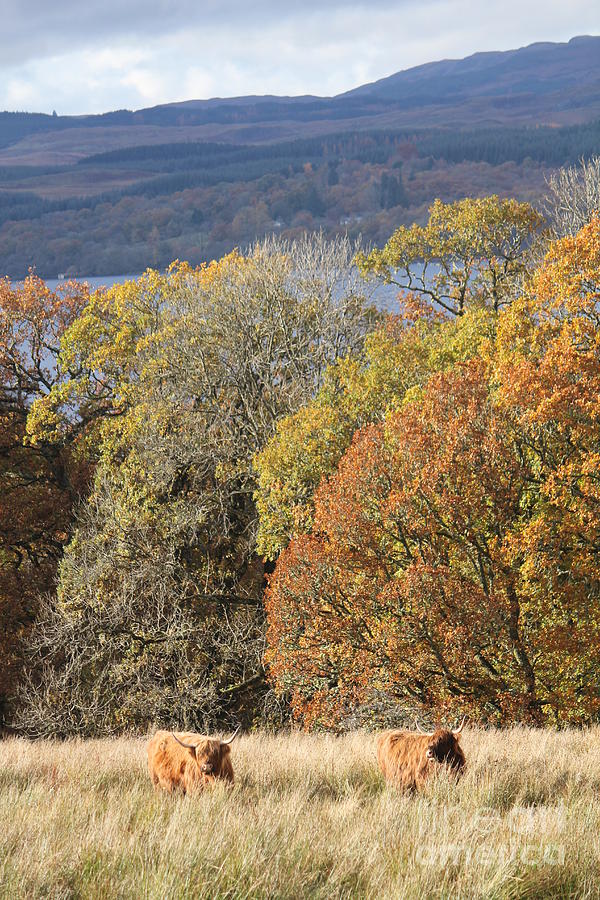 Highland Cows #1 Photograph by David Grant