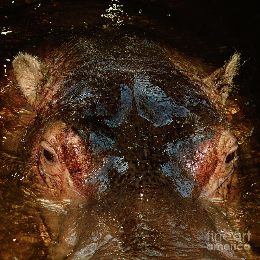 Hippo #1 Photograph by Joerg Lingnau