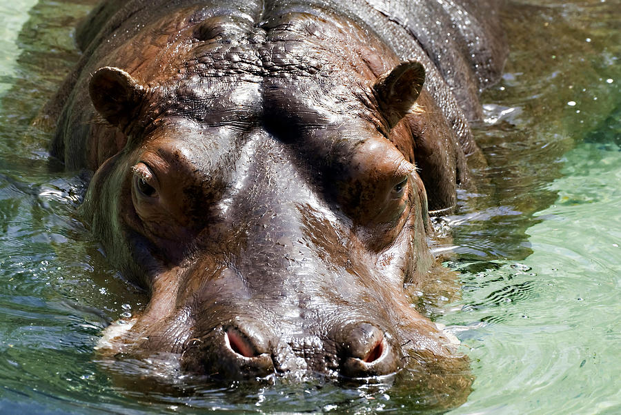 Hippo Photograph by Mary Lane - Fine Art America