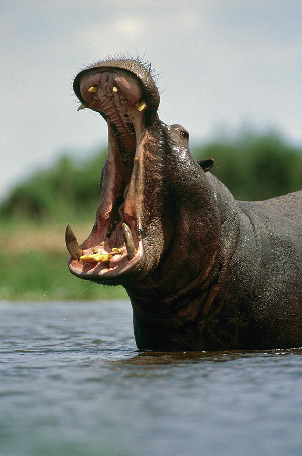 Hippopotamus Hippopotamus Amphibius #1 Photograph by Gerry Ellis