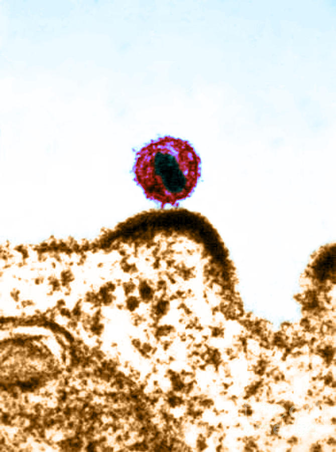 Hiv Budding Out Of Immune Cell, Tem #1 Photograph by Science Source