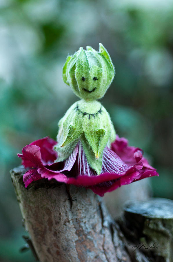 Flowers Still Life Photograph - Hollyhock Doll #1 by Melissa Lutes