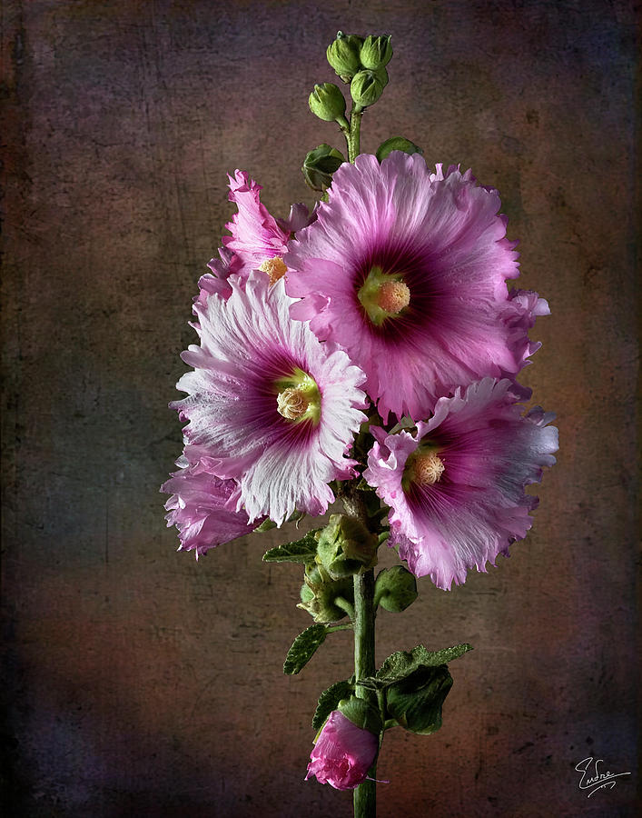 Hollyhock #1 Photograph by Endre Balogh