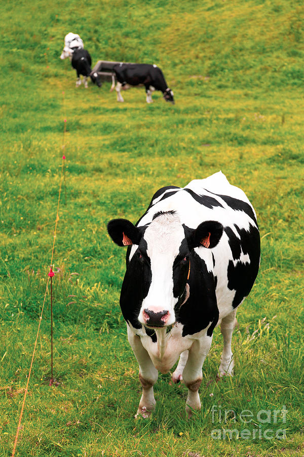 Cow Photograph - Holstein dairy cattle #1 by Gaspar Avila