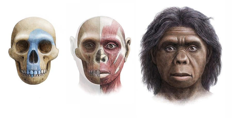 Prehistoric Photograph - Homo Floresiensis #1 by Mauricio Anton