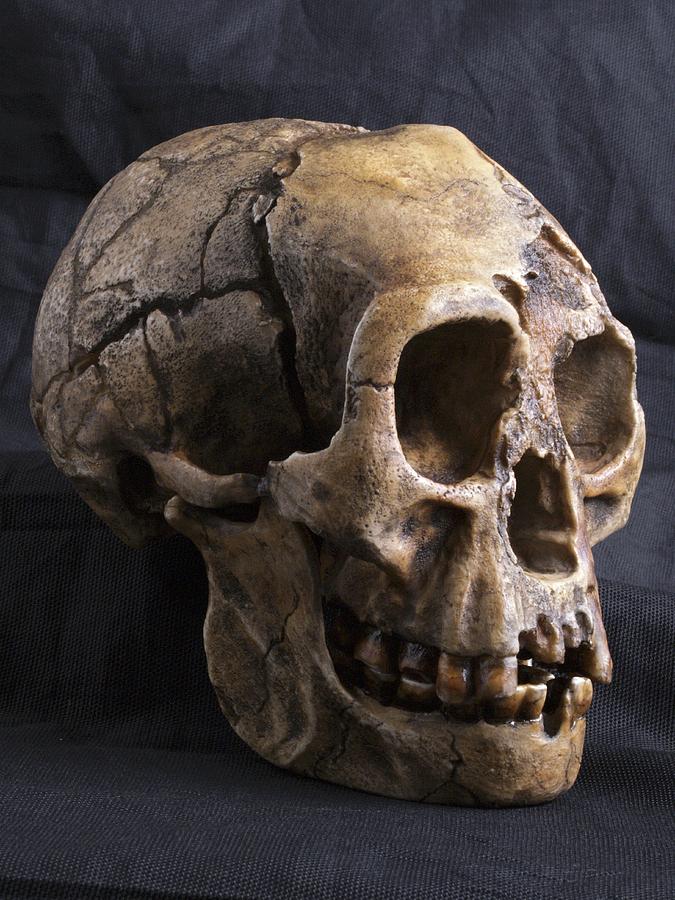 Prehistoric Photograph - Homo Floresiensis Skull #1 by Javier Truebamsf