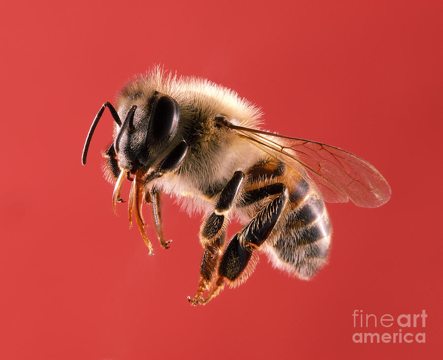 Honey Bee #1 Photograph by Raul Gonzalez Perez