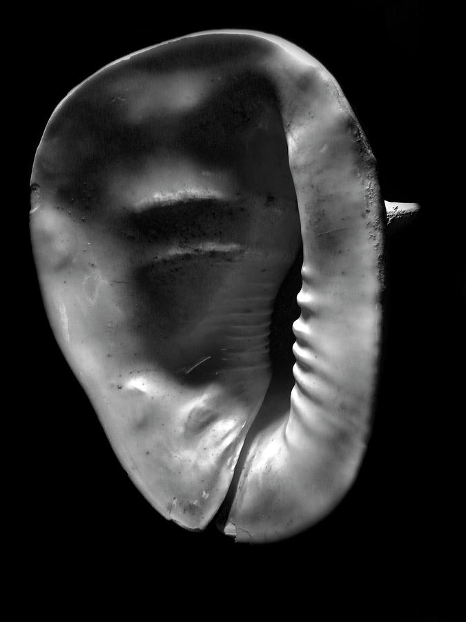 Horned Helmet Shell Cassis cornuta #1 Photograph by Frank Wilson