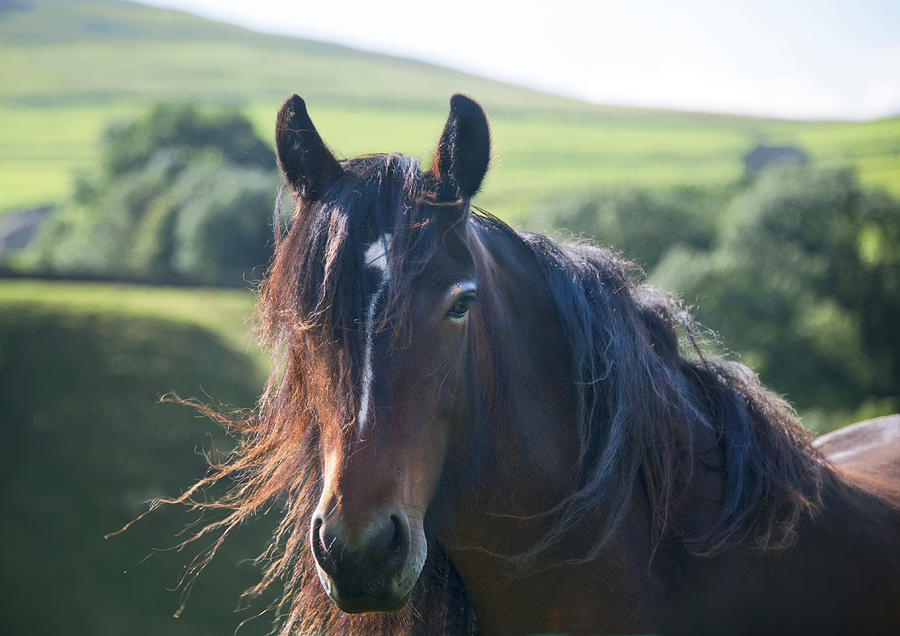 Horse #1 Photograph by Gouzel -