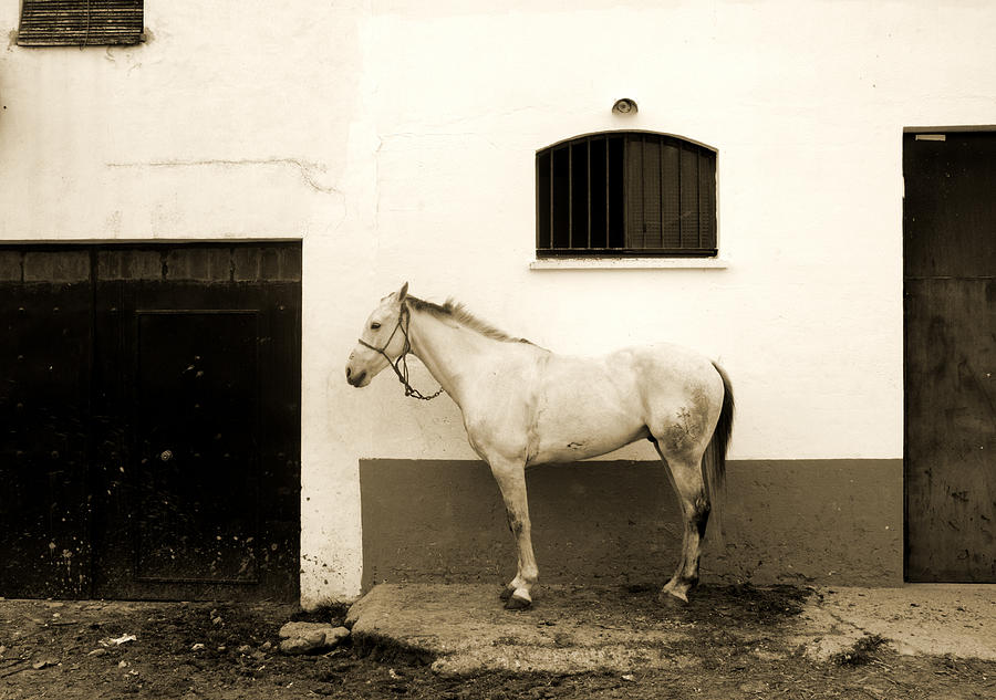 Horse in spanish street #1 Photograph by Perry Van Munster