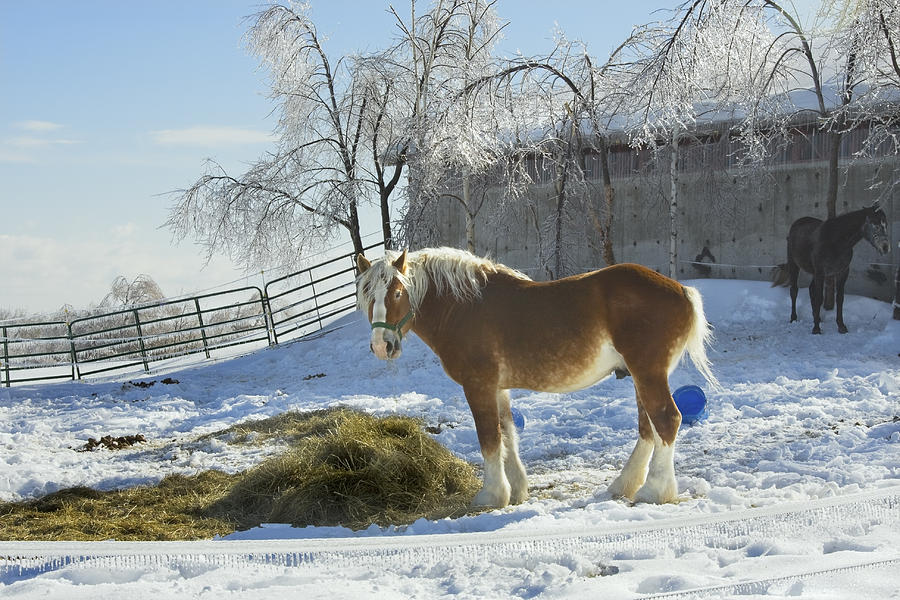 Horse On Maine Farm After Snow And Ice Storm #1 Photograph by Keith Webber Jr